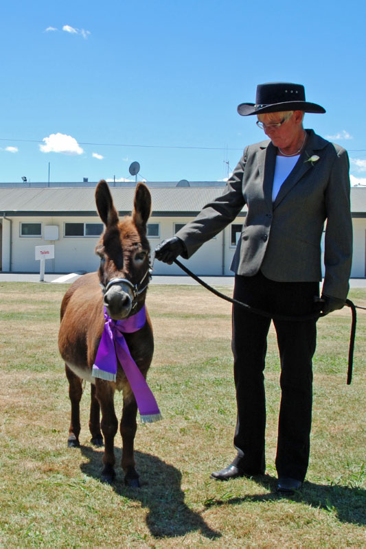 Nestle with another Championship. At his first 6 shows this season, he was awarded 5 Champions and 1 reserve Champion in open competition.